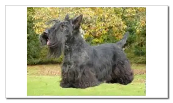TERRIER ECOSSAIS
