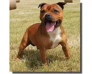 STAFFORDSHIRE BULL TERRIER ou STAFFIE