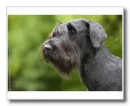 SCHNAUZER GEANT
