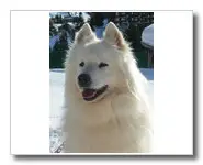 SAMOYEDE