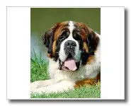 SAINT BERNARD