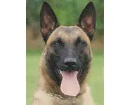 MALINOIS