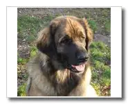 LEONBERGER