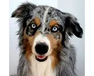 Croquettes Grande Race