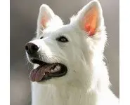 Croquettes Grande Race