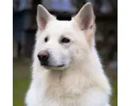 Croquettes Petite Race