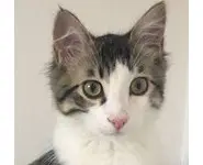 Croquettes Excellence Chaton