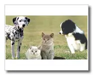 3 échantillons Croquettes