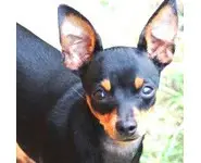 Croquettes Petite Race