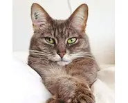 Croquettes Chat Light