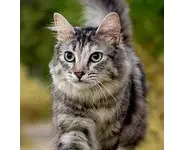 Croquettes Chat Light