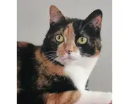 Croquettes Chat Light