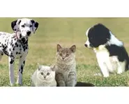 10x15kg CHIEN au choix