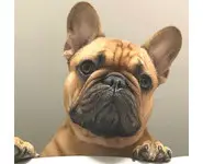 Croquettes Petite Race