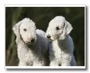 BEDLINGTON TERRIER