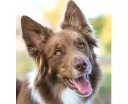 Croquettes Petite Race