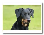BEAUCERON